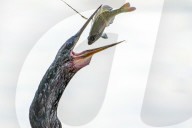 Bird Spears And Eats Fish