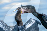 Bird Chick Feeding On Fish