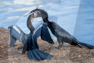 Bird Chick Feeding On Fish