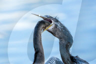 Bird Chick Feeding On Fish