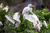 Wild Birds In An Urban Park
