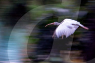 Wild Birds In An Urban Park