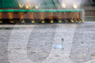 Wild Birds In An Urban Park