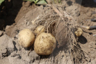 Potato Harvest In Canada