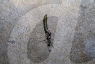 Camponotus Ant Foraging And Predation - Carpenter Ant