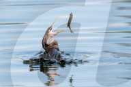 Wildlife Diving Birds Catch Fish