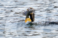 Wildlife Diving Birds Catch Fish