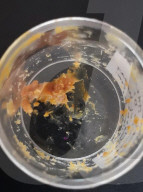 Jar found to contain 2,500 year old honey