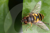 Eastern Flower Fly