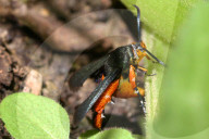 Squash Vine Borer