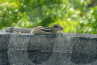 India Squirrel