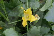 Pumpkin Blossom Harvesting In Mexico City