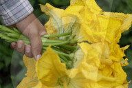 Pumpkin Blossom Harvesting In Mexico City