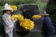 Pumpkin Blossom Harvesting In Mexico City