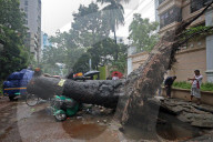 Tree Uprooted In Capital, Accident