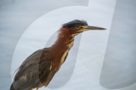 Wildlife At The Oxbow Nature Conservancy 