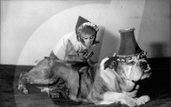 Friends Forever: Jenny the Rhesus Monkey and Rocky the Bulldog