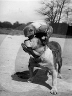Friends Forever: Jenny the Rhesus Monkey and Rocky the Bulldog