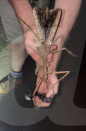 Giant heavyweight stick insect discovered