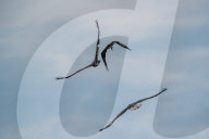 Juvenile Bald Eagles Attack Osprey In Flight