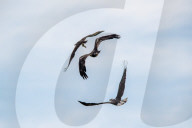 Juvenile Bald Eagles Attack Osprey In Flight