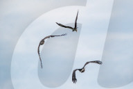 Juvenile Bald Eagles Attack Osprey In Flight