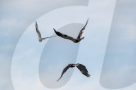 Juvenile Bald Eagles Attack Osprey In Flight