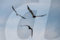 Juvenile Bald Eagles Attack Osprey In Flight