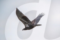 Juvenile Bald Eagles Attack Osprey In Flight