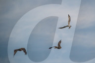 Juvenile Bald Eagles Attack Osprey In Flight