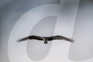 Juvenile Bald Eagles Attack Osprey In Flight