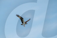 Juvenile Bald Eagles Attack Osprey In Flight