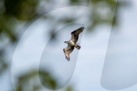 Juvenile Bald Eagles Attack Osprey In Flight