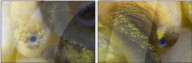 Snails gold clue to human sight restoration