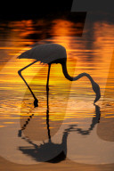 Flamingos look prety in orange as the sun sets in France by Olivier Jarry-Lacombe