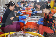 Zhoushan International Aquatic Swimming Crabs Harvest