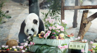 Giant Panda Birthday