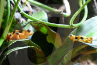 Um sich vor Fressfeinden zu schützen: Der Panama-Stummelfussfrosch ist eine der giftigsten Amphibien der Welt