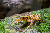 Um sich vor Fressfeinden zu schützen: Der Panama-Stummelfussfrosch ist eine der giftigsten Amphibien der Welt