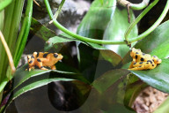 Um sich vor Fressfeinden zu schützen: Der Panama-Stummelfussfrosch ist eine der giftigsten Amphibien der Welt