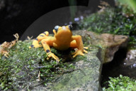 Um sich vor Fressfeinden zu schützen: Der Panama-Stummelfussfrosch ist eine der giftigsten Amphibien der Welt