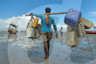 Hilsa Fish Harvesting in Bangladesh