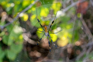 Golden Silk Banna Spider