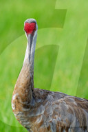 Birds Sandhill Crane At Sarasota’s Celery Fields