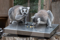 Annual Weigh-in At London Zoo