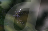 A Spider Weaves A Web At A Garden In Nakhon Sawan Province