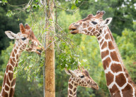 ZSL Whipsnade Zoo’s 11,000 animals step up for their annual weigh-in at the UK’s largest Zoo