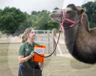 ZSL Whipsnade Zoo’s 11,000 animals step up for their annual weigh-in at the UK’s largest Zoo