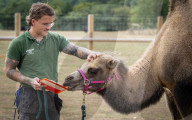 ZSL Whipsnade Zoo’s 11,000 animals step up for their annual weigh-in at the UK’s largest Zoo