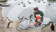 ZSL Whipsnade Zoo’s 11,000 animals step up for their annual weigh-in at the UK’s largest Zoo